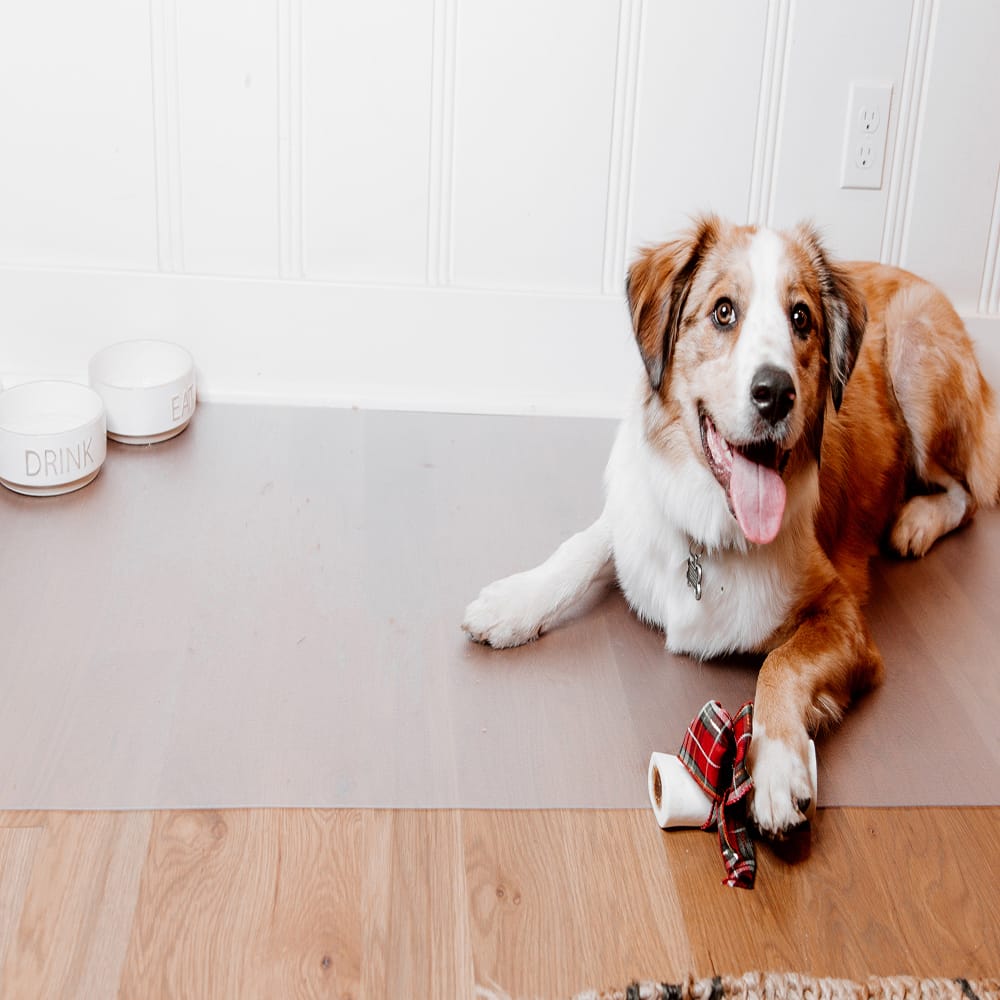A Dog Lying On G-Floor For Pets Flooring With A Plaid Bow Toy Next To White Food And Water Bowls