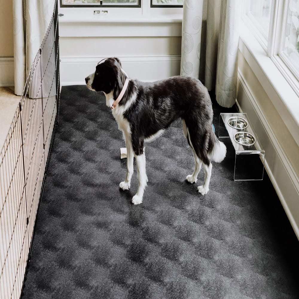 Dog With A Pink Collar Stands Attentively On A Pet Flooring Mat
