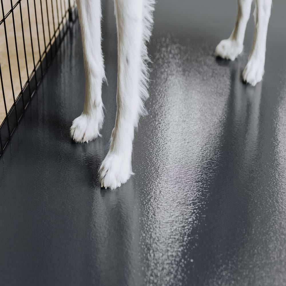 White Furred Legs And Paws Standing On A Sleek Dark Pet Mat